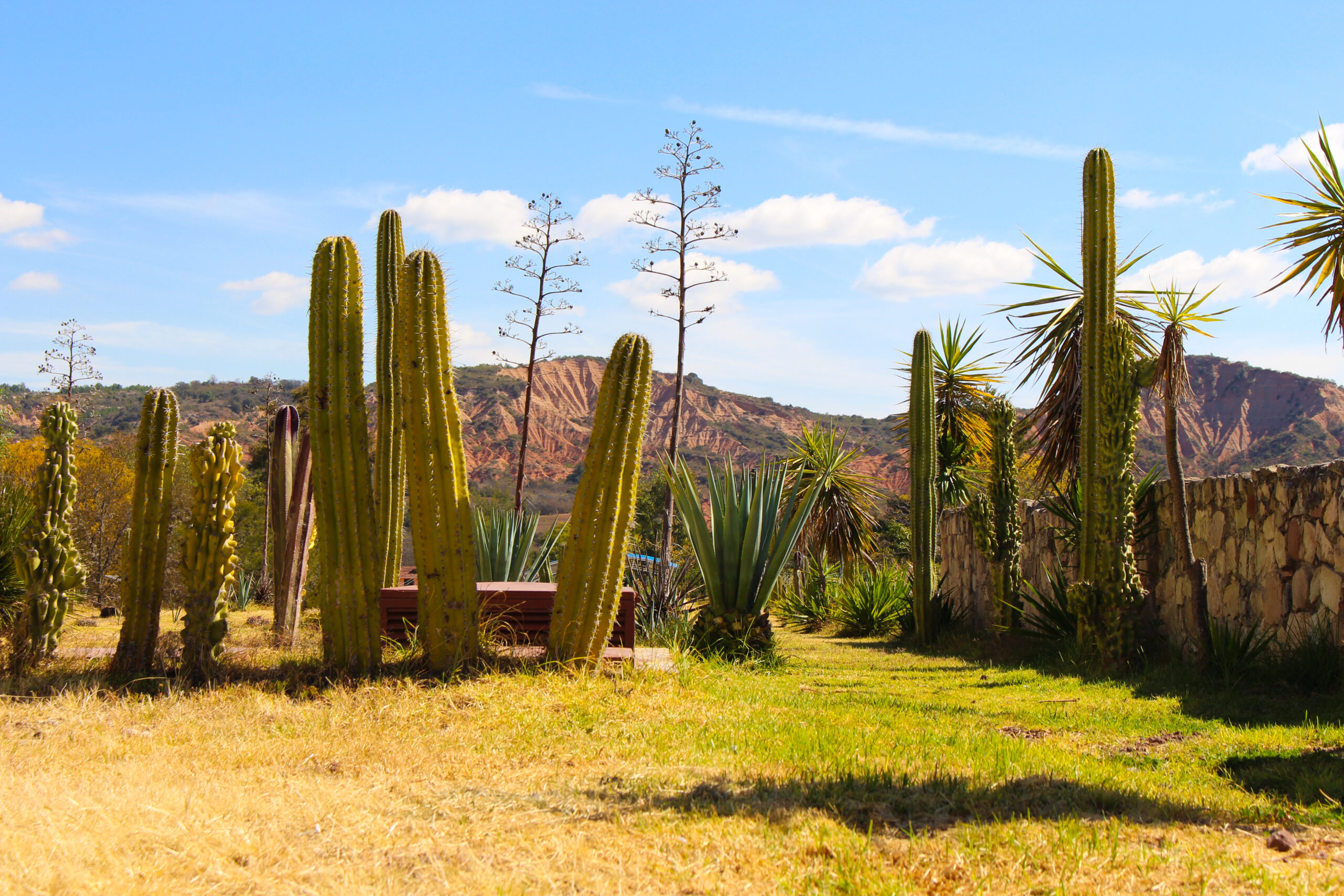cactus oaxaca